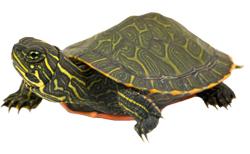 The Plymouth Red-Bellied Turtle - Home